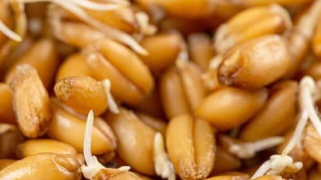 چگونه با جوانه گندم چاق شویم؟ | نحوه استفاده از جوانه گندم چیست؟