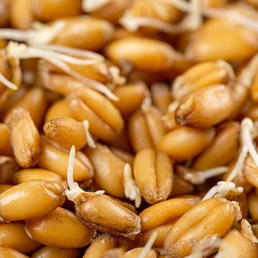 پودر جوانه گندم بعد از چند روز چاق میکند