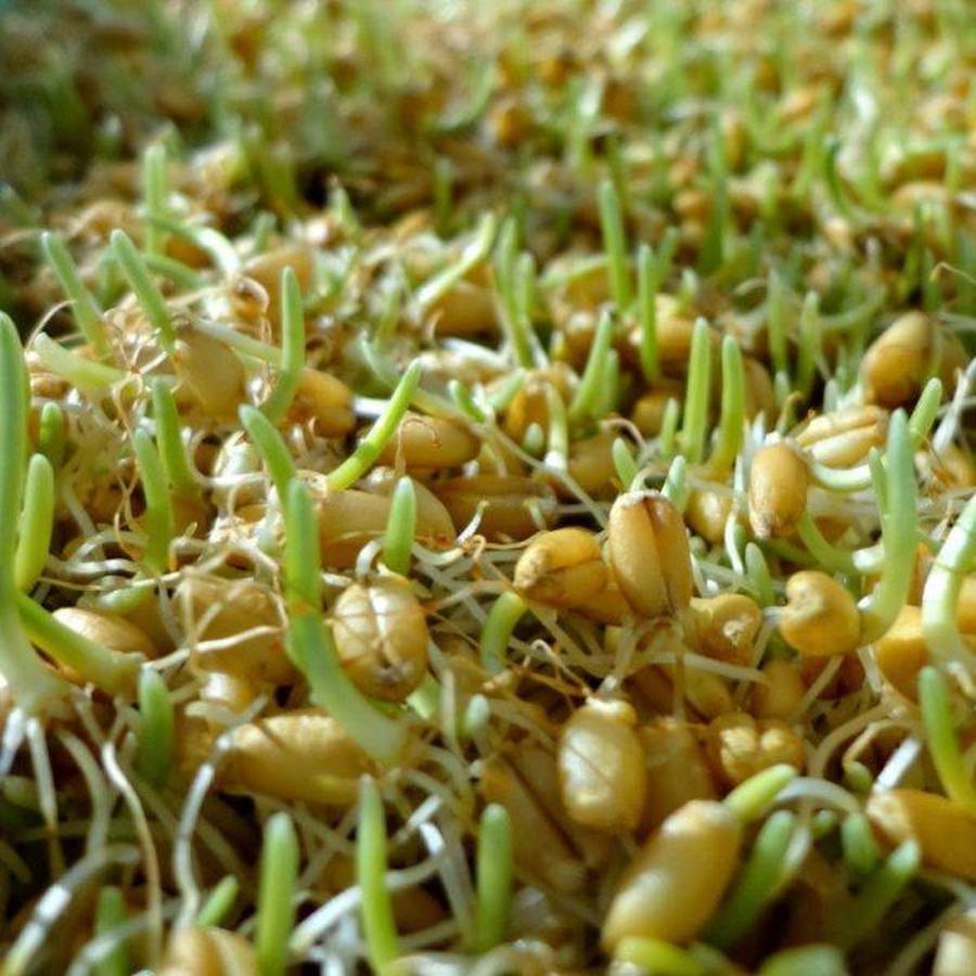 پودر جوانه گندم بعد از چند روز چاق میکند