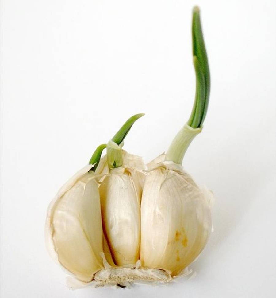 کاشت گیاهان ساده در منزل
