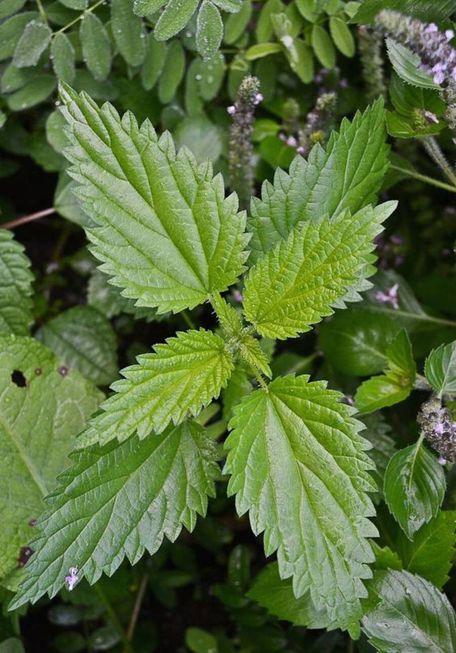 خاصیت گزنه برای قند