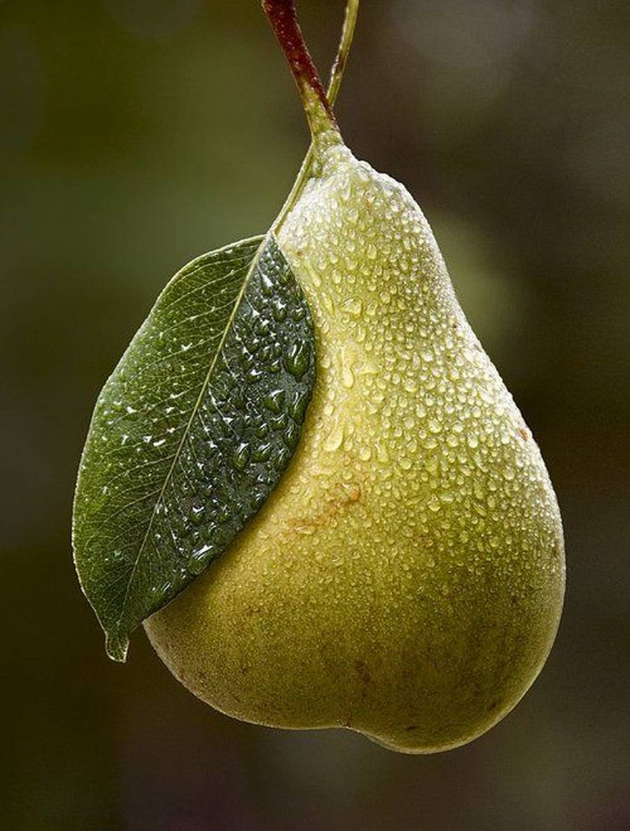 خواص گلابی برای رحم 