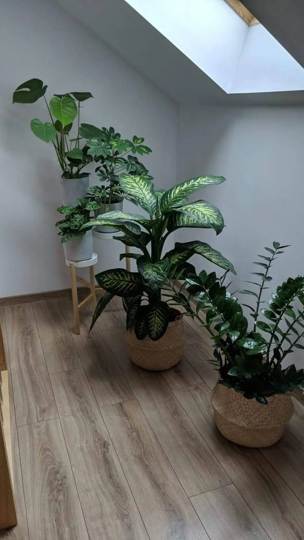 گیاهان آپارتمانی لوکس ساده