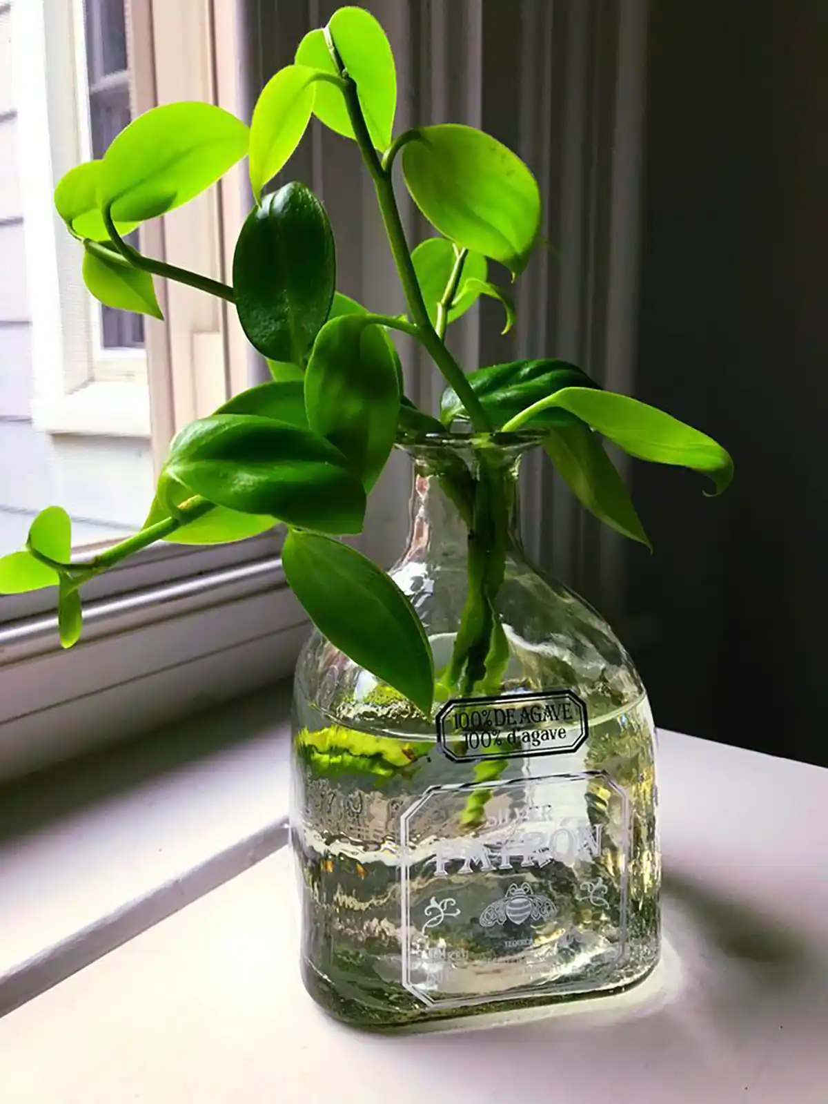 گلدان شیشه ای رومیزی