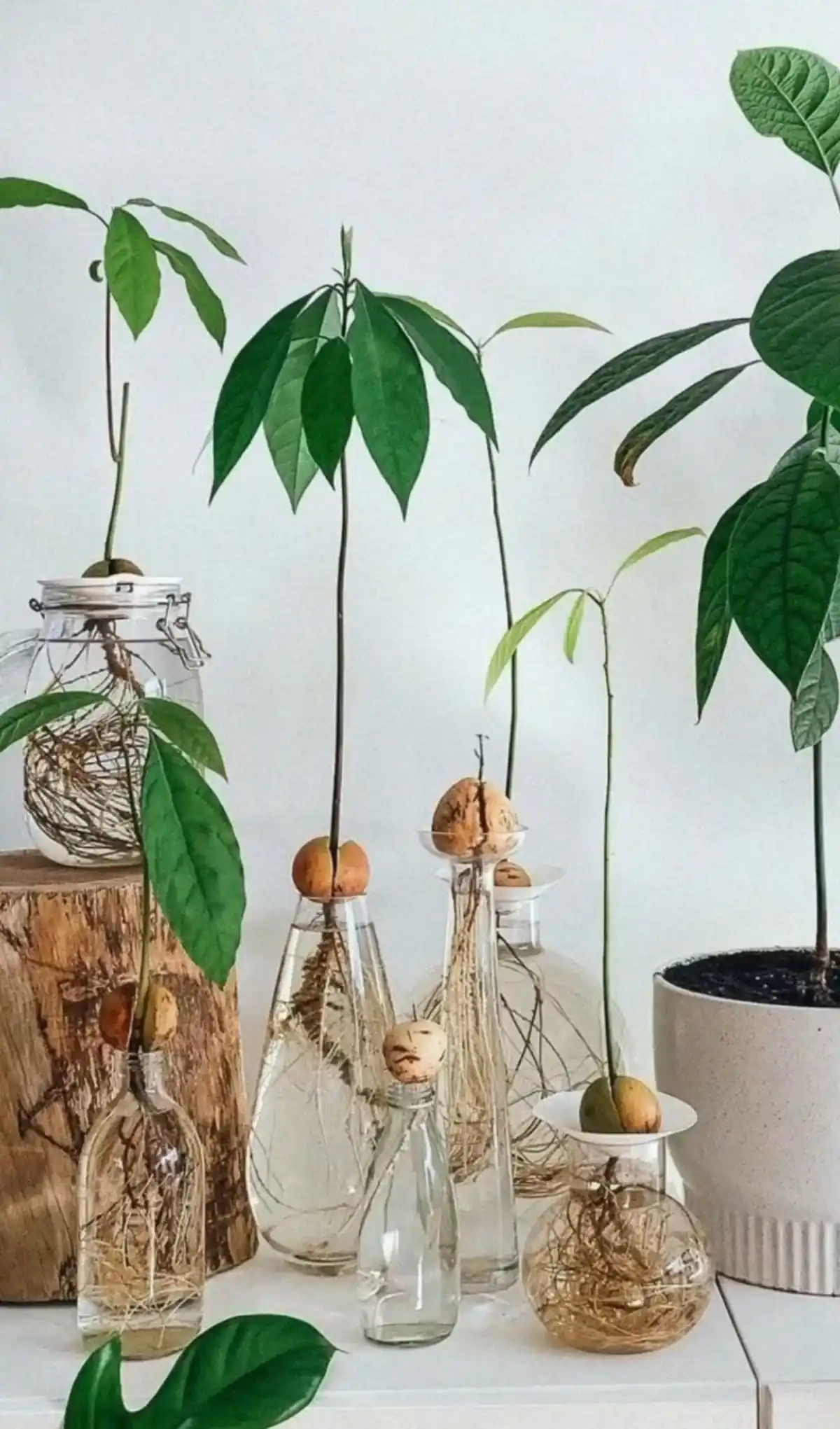 گلدان شیشه ای جدید