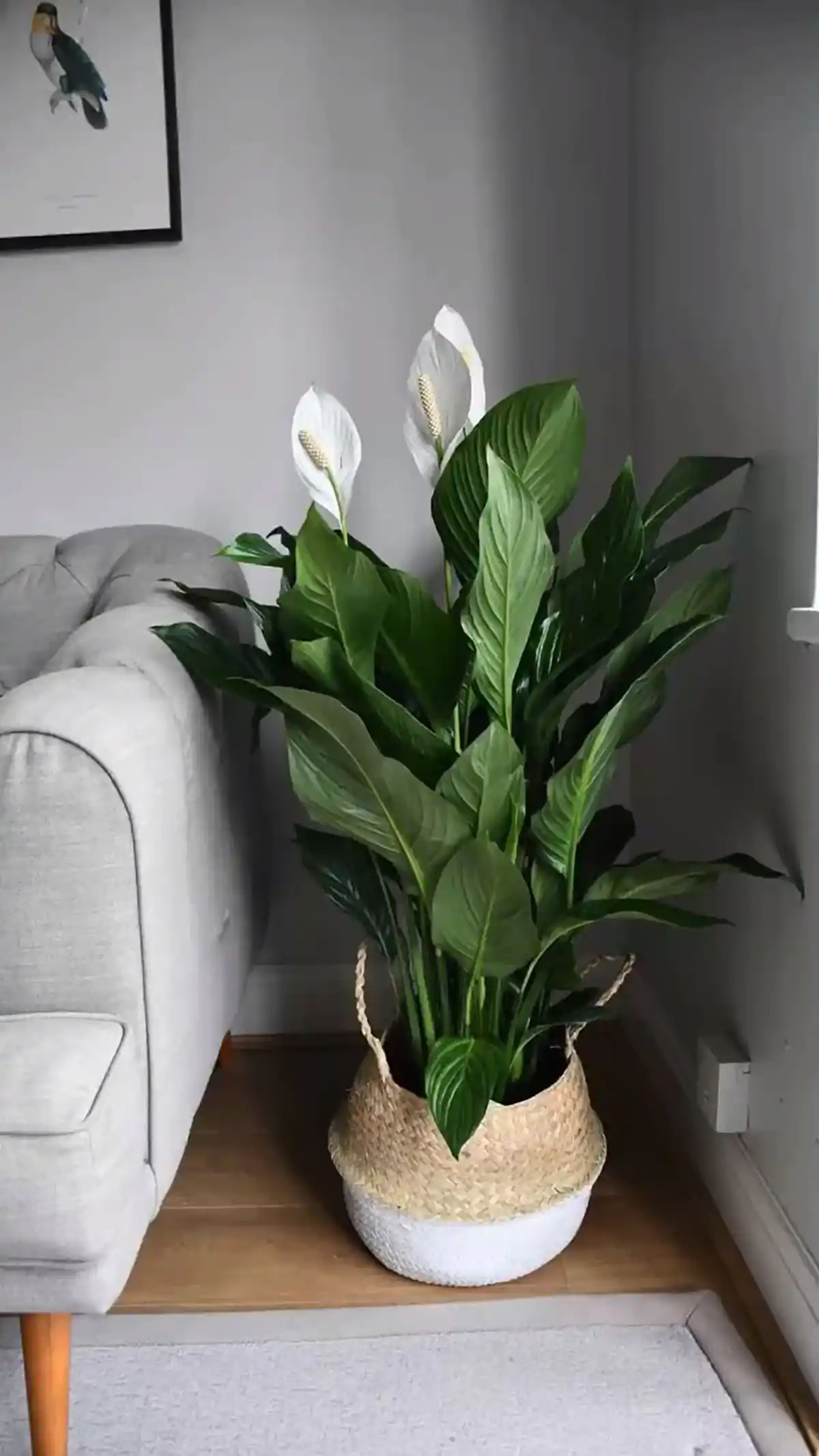 درختچه های آپارتمانی 