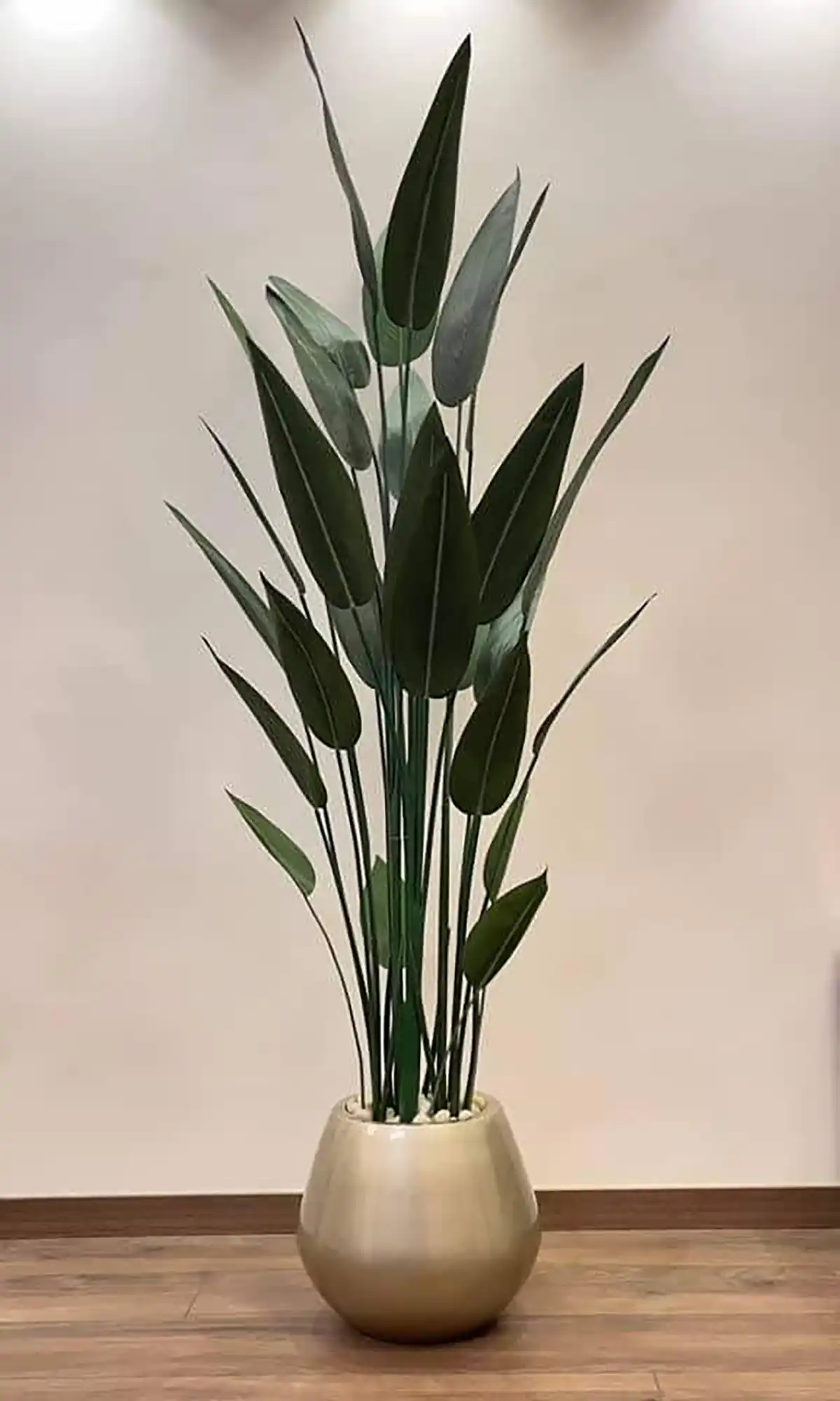 گیاهان آپارتمانی گلدار 