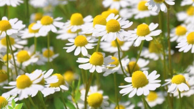 گیاه بابونه برای چی خوبه؟ + فواید شگفت انگیز