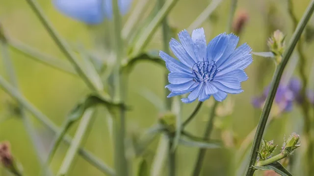 گیاه کاسنی برای چی خوبه؟ + فواید درمانی شگفت انگیز و خاصیت