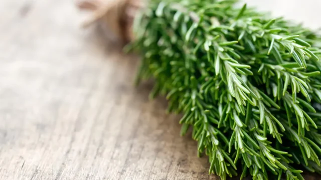 گیاه رزماری برای چی خوبه؟ + فواید و خاصیتهای فراوان رزماری