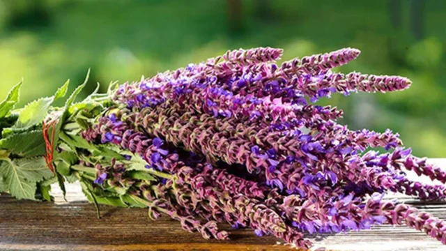 گیاه مریم گلی برای چی خوبه؟ + فواید بیشمار و شگفت انگیز