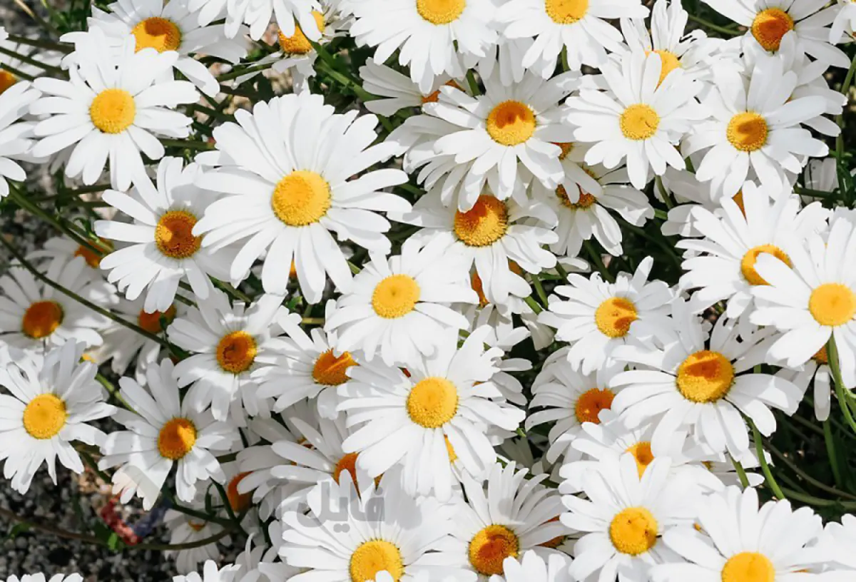 دمنوش بابونه برای چی خوبه
چه کسانی نباید بابونه بخورند
خواص دمنوش بابونه برای زنان
خواص دمنوش بابونه برای مردان
خواص بابونه برای رحم
فرق بابونه و بابونه شیرازی
مضرات بابونه برای قلب
مضرات بابونه برای زنان