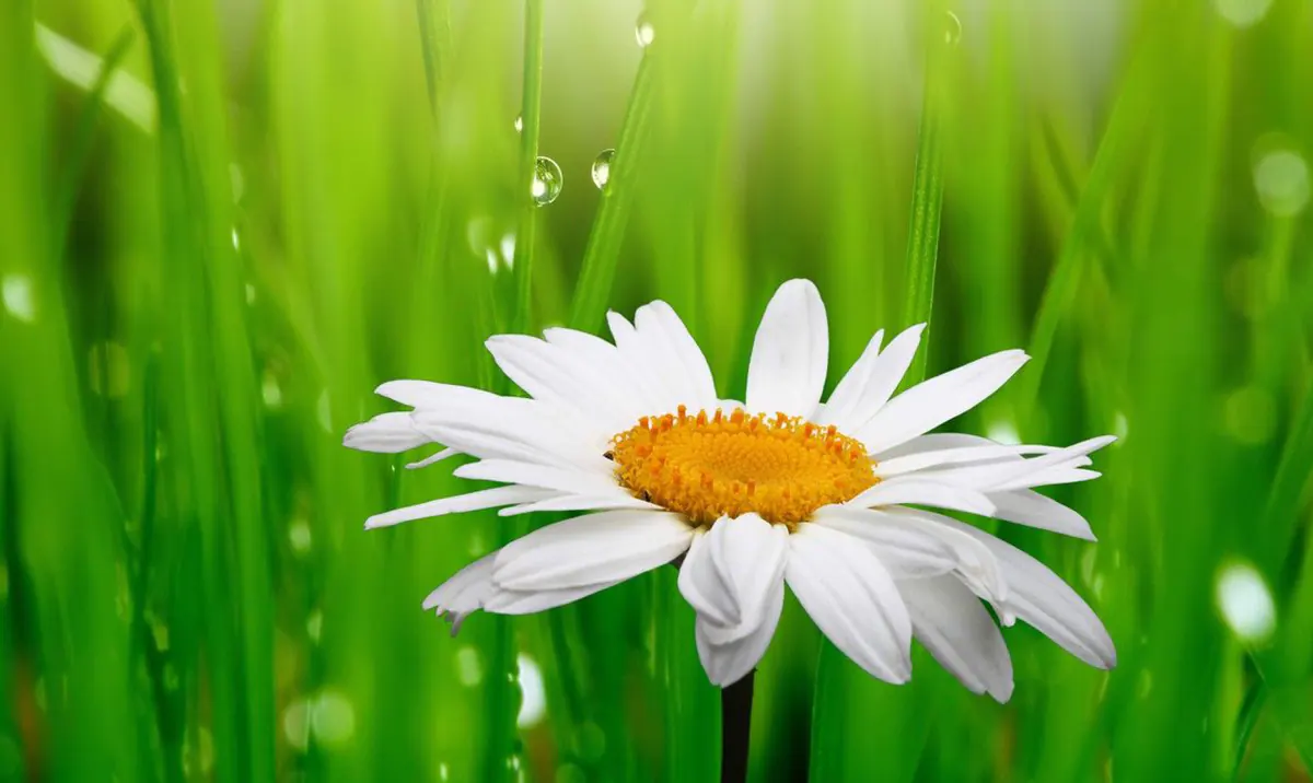 دمنوش بابونه برای چی خوبه چه کسانی نباید بابونه بخورند خواص دمنوش بابونه برای زنان خواص دمنوش بابونه برای مردان خواص بابونه برای رحم فرق بابونه و بابونه شیرازی مضرات بابونه برای قلب مضرات بابونه برای زنان