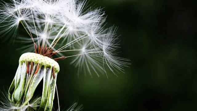 گیاه قاصدک برای چی خوبه؟ + فواید بیشمار گیاه قاصدک