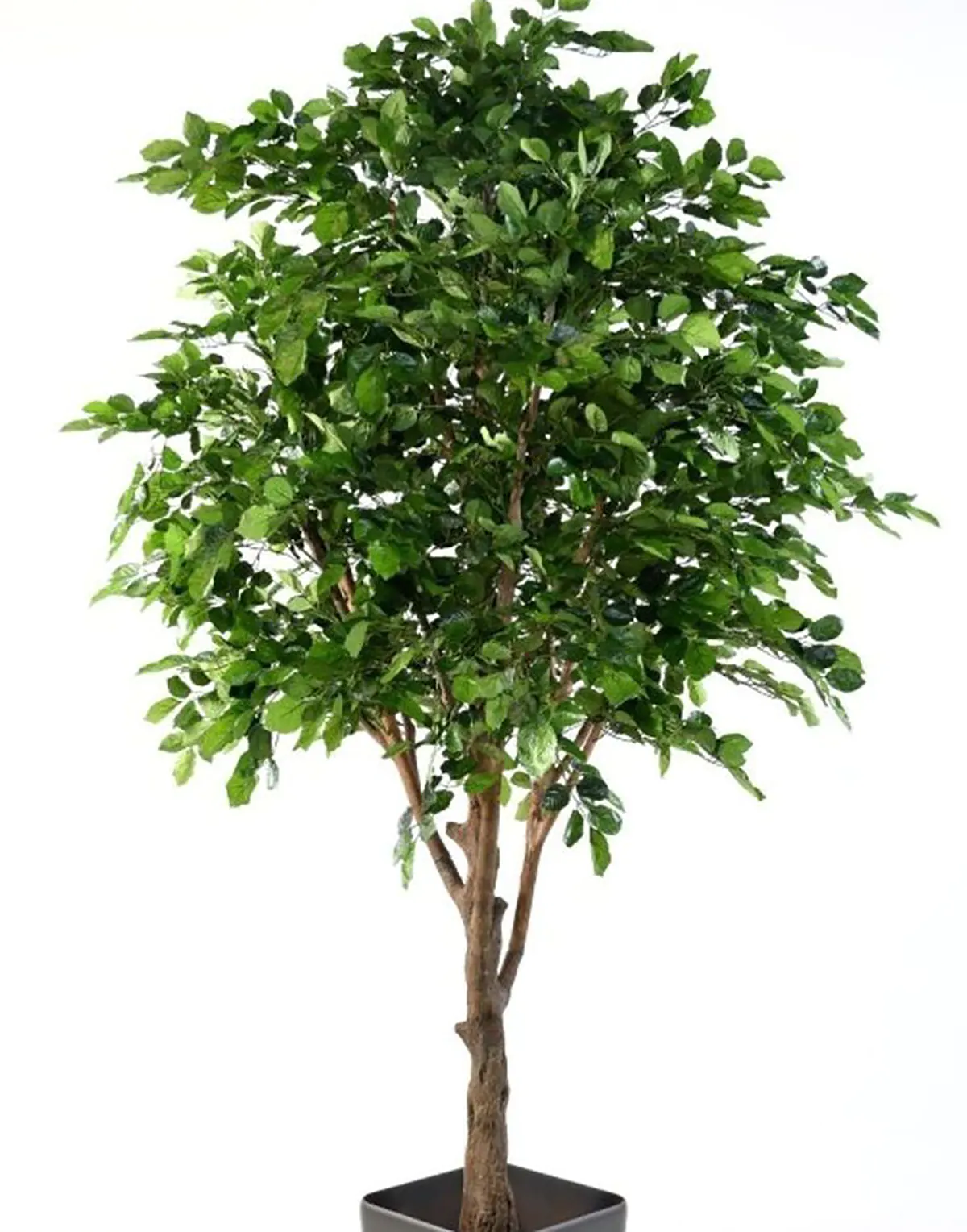 درختچه مصنوعی درختچه مصنوعی دیجی کالا درختچه مصنوعی بزرگ دیجی کالا درختچه مصنوعی دیوار درخت شکوفه مصنوعی خرید گل مصنوعی گیاه مصنوعی