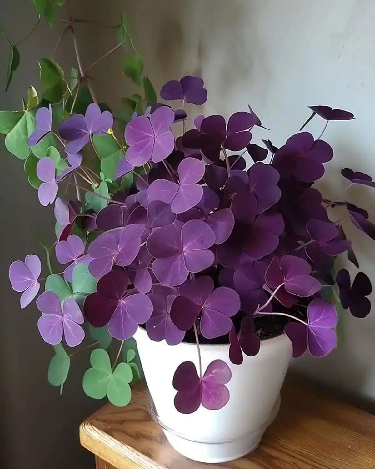 اسم و عکس گلهای آپارتمانی
زیباترین گلهای آپارتمانی
گیاهان آپارتمانی مقاوم به کم نوری
گلهای آپارتمانی مقاوم
با دوام ترین گیاه آپارتمانی
گیاهان آپارتمانی گران قیمت
اسامی انواع گل
اسامی انواع گل آپارتمانی